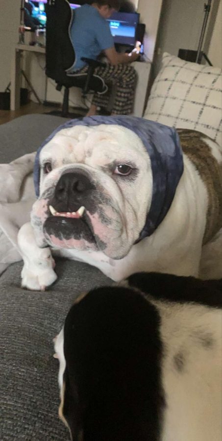 Otis the English Bulldog relaxes with his sister and brother. Otis wore a scarf wrapped over his head because he loves to dress up.