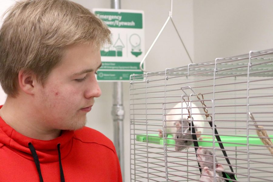 In honors biology, freshman Richard Wilmot watches the class rats play. He has observed them everyday before class starts. "I am interested in how they behave," he said.