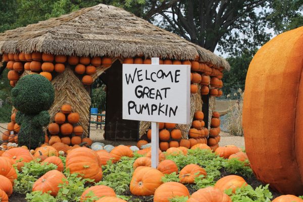 Dallas Arboretum features Charlie Brown-themed pumpkin display for the start of the fall season.