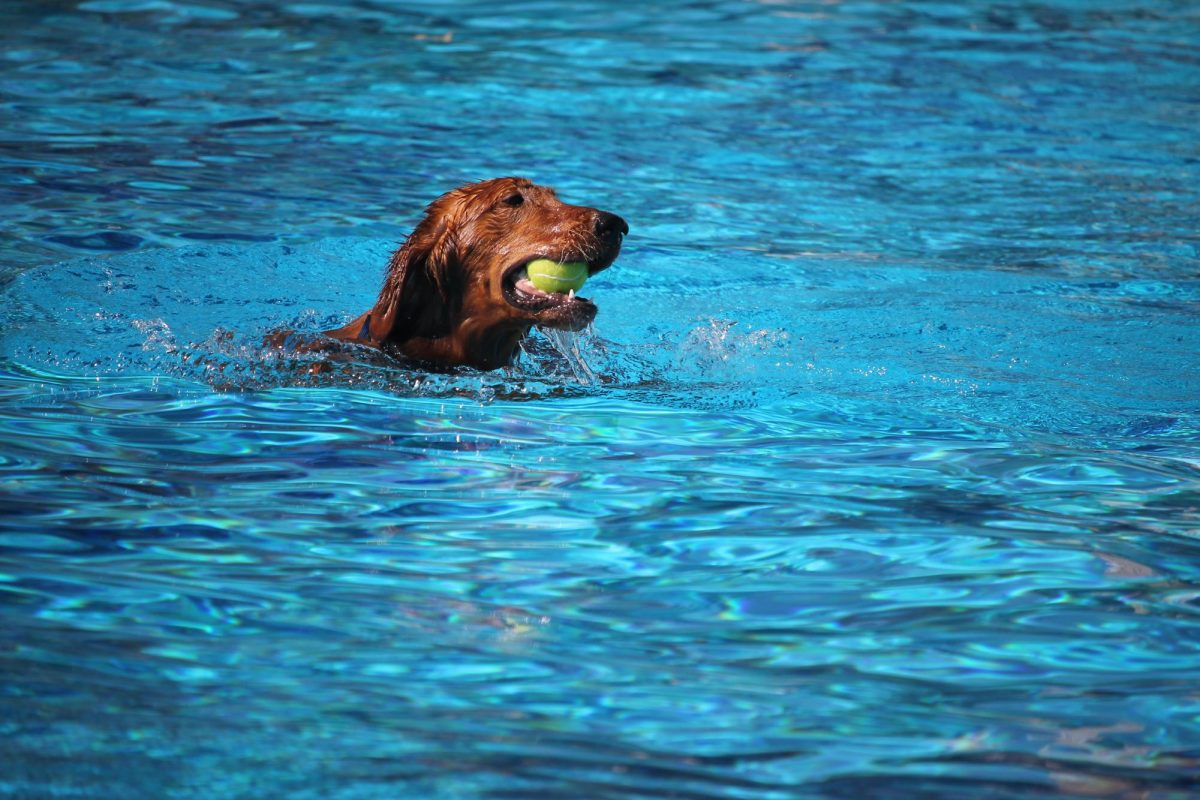 Holmes Aquatic Center Hosts Doggie Splash Day