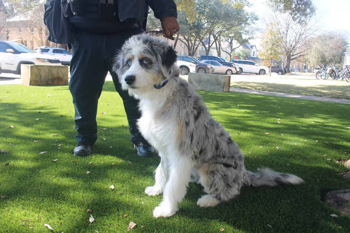 New Therapy Dogs Bring Comfort to Students